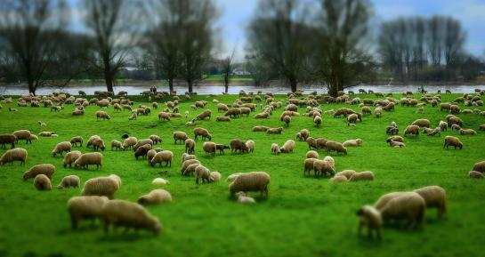 Schapen zonder herder